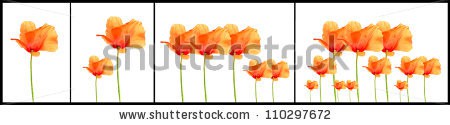 Stock-photo-poppy-flowers-increasing-110297672.jpg