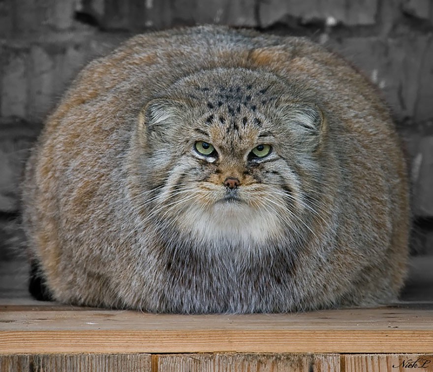 Pallas-cat-manul-10  880[1].jpg