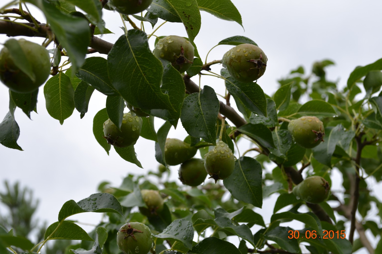 DSC 1020.JPG