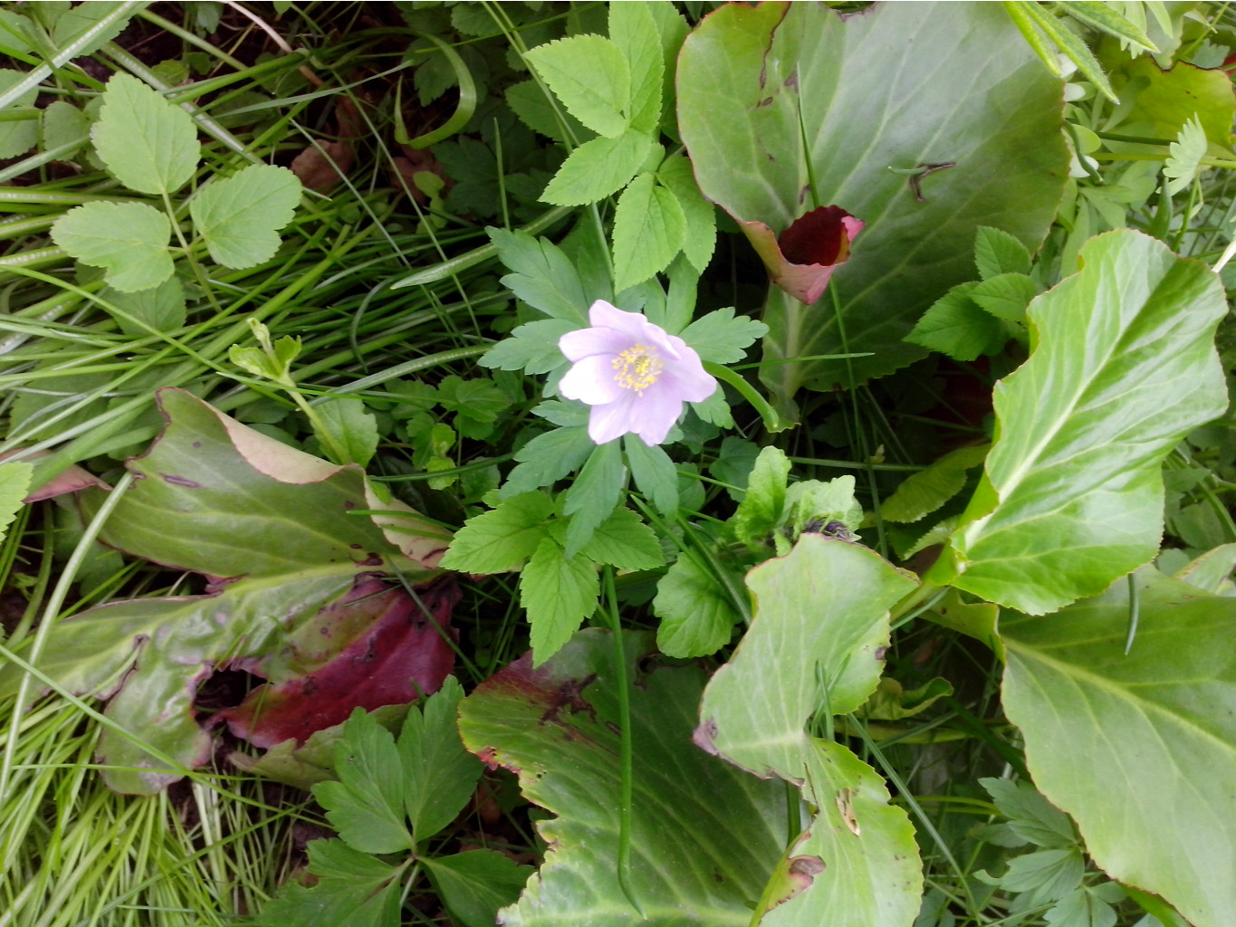 IMG 20150517 140152.jpg