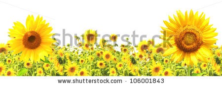 Stock-photo-yellow-sunflowers-isolated-over-white-106001843.jpg