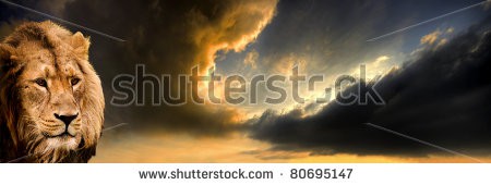 Stock-photo-panoramic-style-image-of-a-majestic-male-asiatic-lion-alert-to-the-approaching-storm-clouds-80695147.jpg