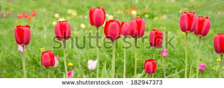 Stock-photo-beautiful-tulips-in-bloom-in-spring-182947373.jpg