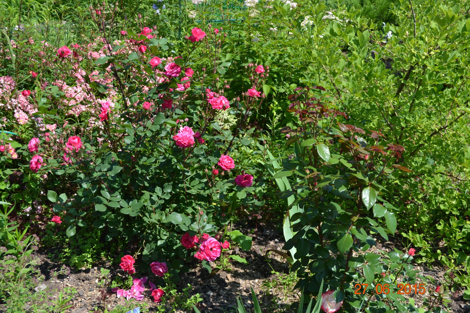 DSC 0945.JPG