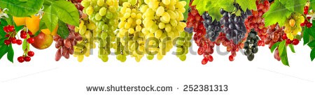 Stock-photo-isolated-image-of-grapes-in-the-garden-252381313.jpg