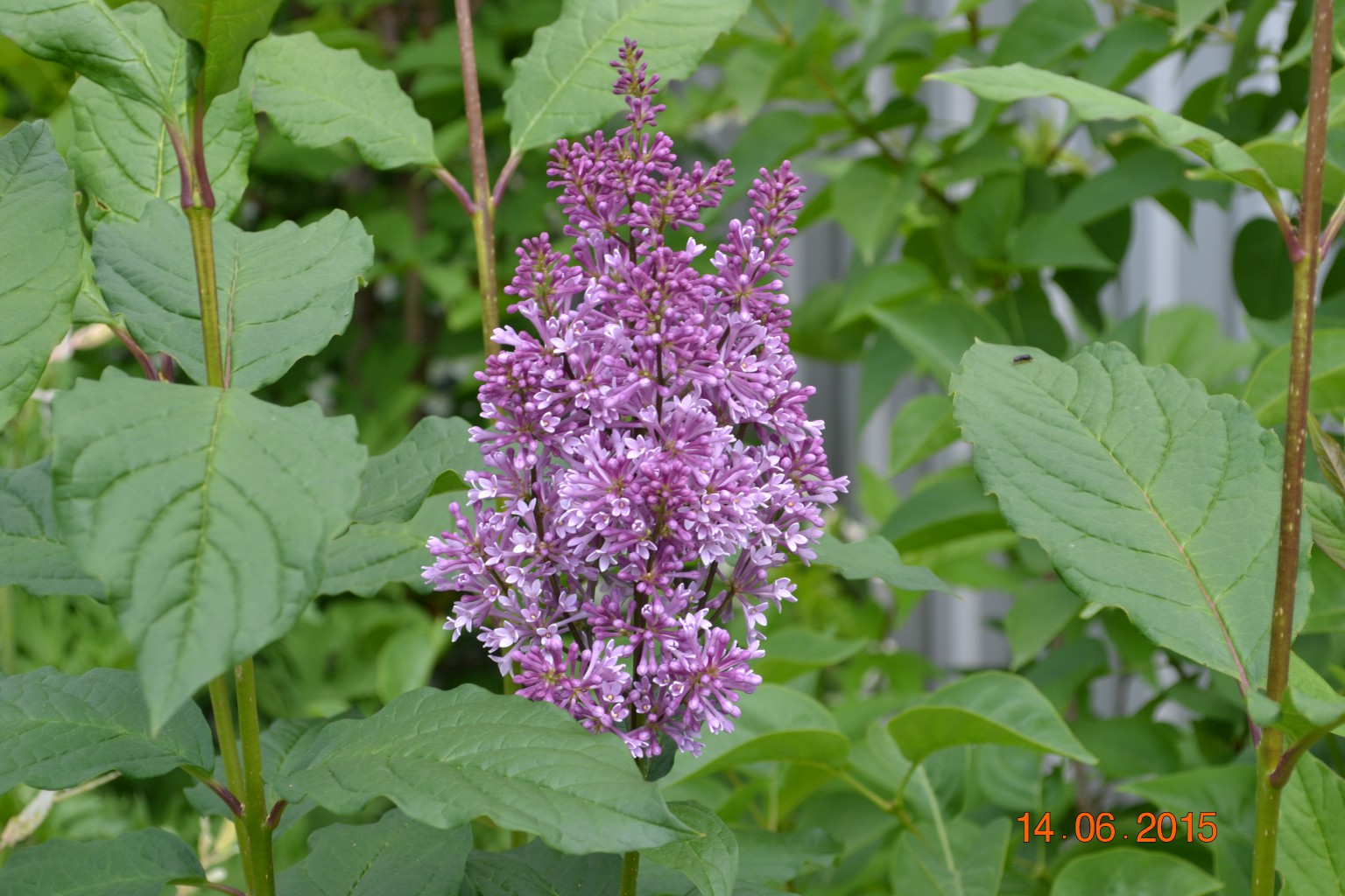 DSC 0633.JPG