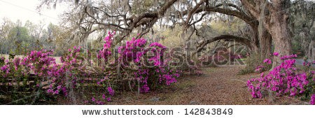 Stock-photo-azalea-panorama-at-the-magnolia-plantation-in-charleston-sc-142843849.jpg