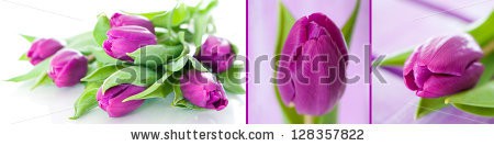 Stock-photo-tulips-collage-128357822.jpg