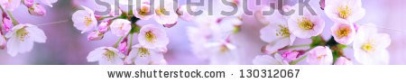 Stock-photo-cherry-petals-130312067.jpg