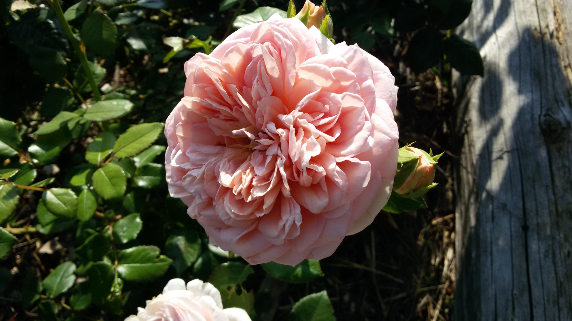 Abraham Darby 2015