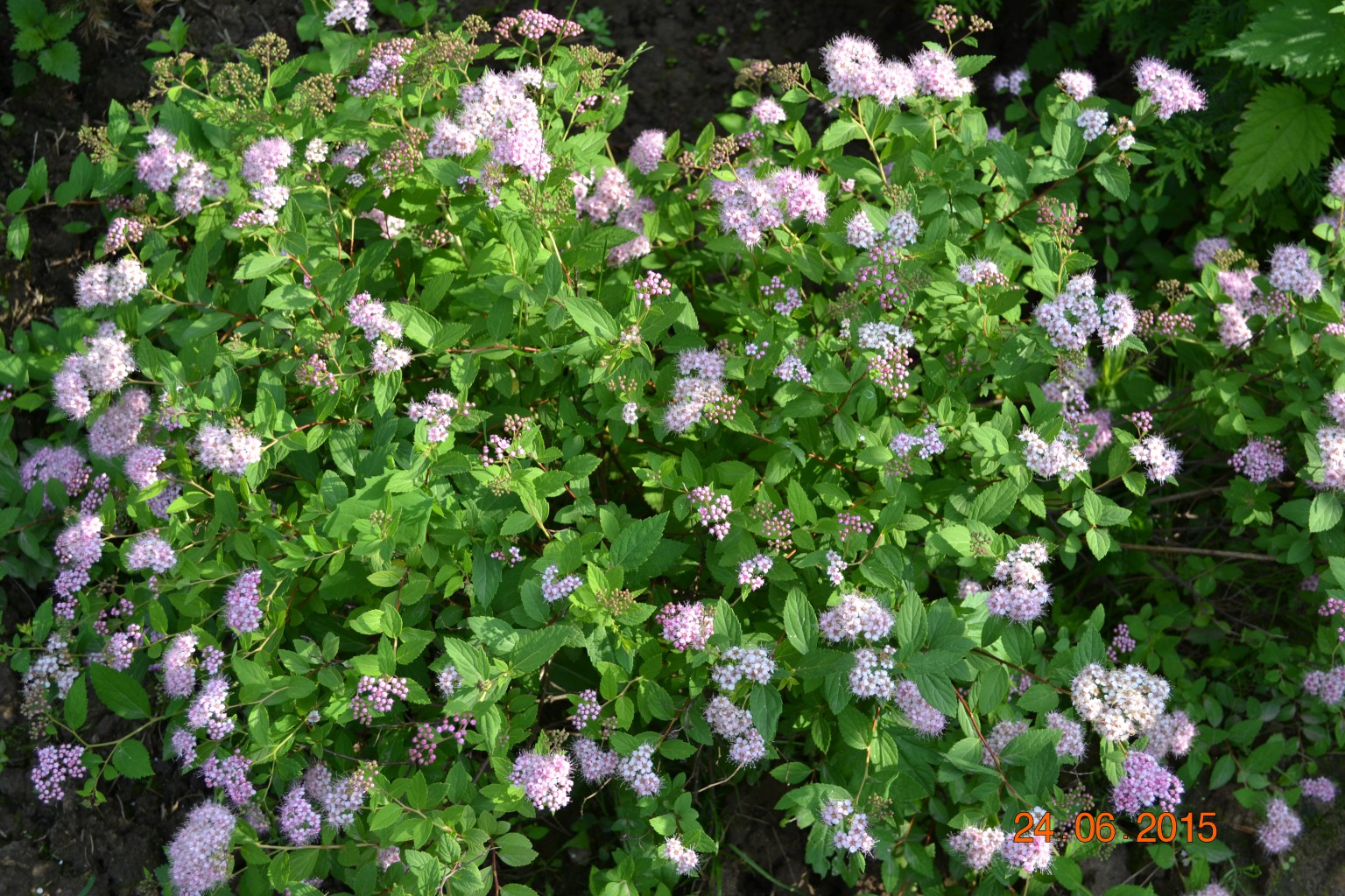 DSC 0786.JPG