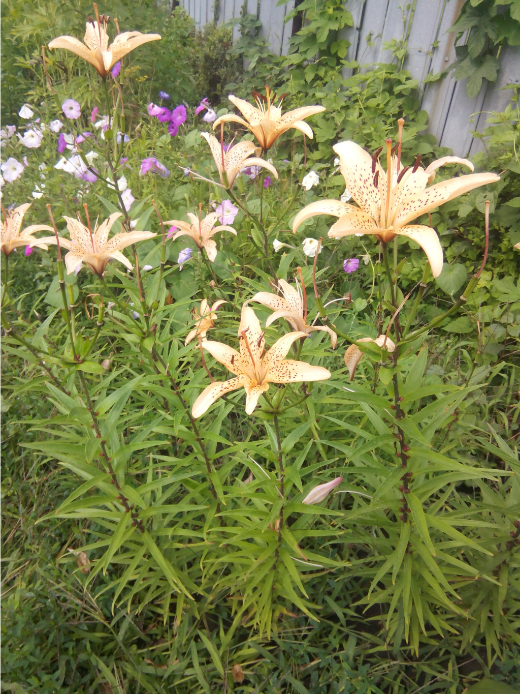 IMG 20150718 110838.jpg