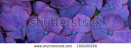 Stock-photo-banner-of-a-blue-hortensia-flower-close-up-150100559.jpg