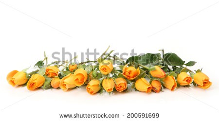 Stock-photo--fine-roses-200591699.jpg