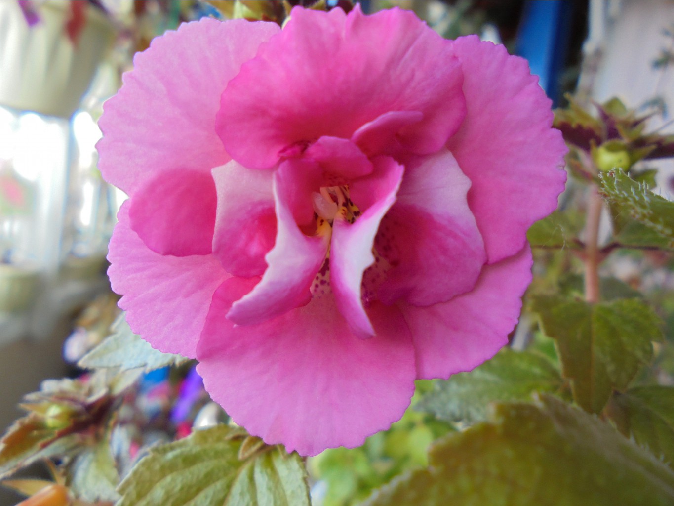DSC01279.JPG