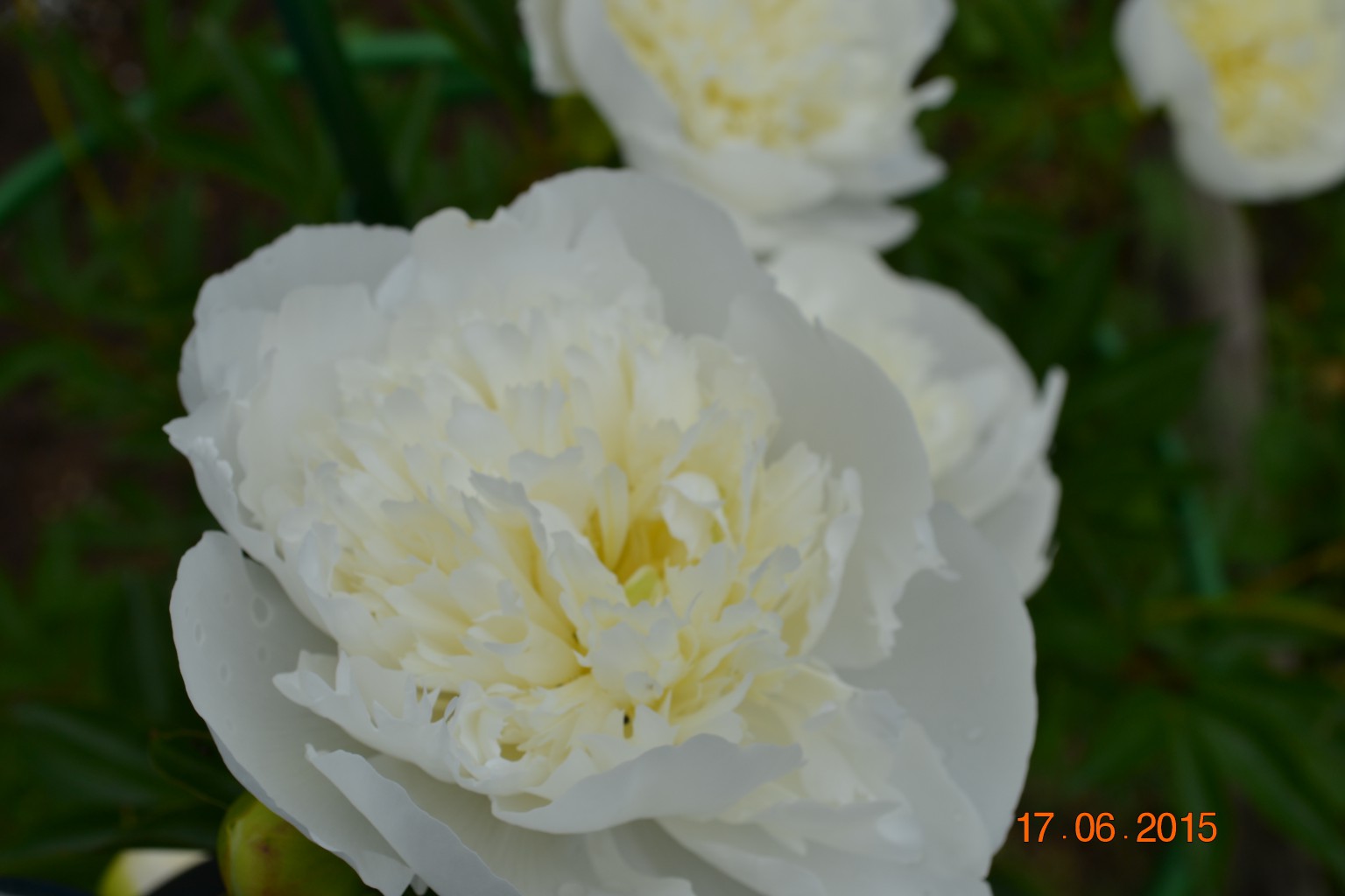 DSC 0677.JPG