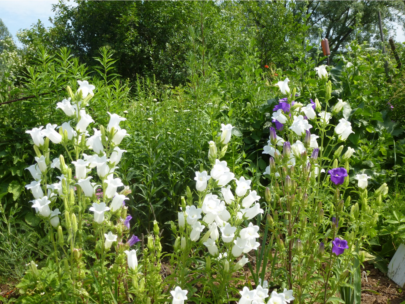 P1040001.JPG Колокольчики