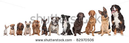 Stock-photo-twelve-dogs-in-a-row-from-small-to-large-on-a-white-background-82970506.jpg