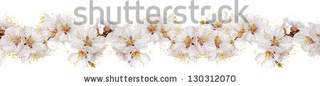 Stock-photo-cherry-blossoms-panorama-130312070.jpg