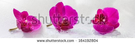 Stock-photo-pink-orchid-with-dew-and-reflection-164192804.jpg