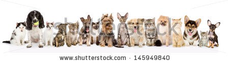 Stock-photo-large-group-of-cats-and-dogs-in-front-view-isolated-on-white-background-145949840.jpg