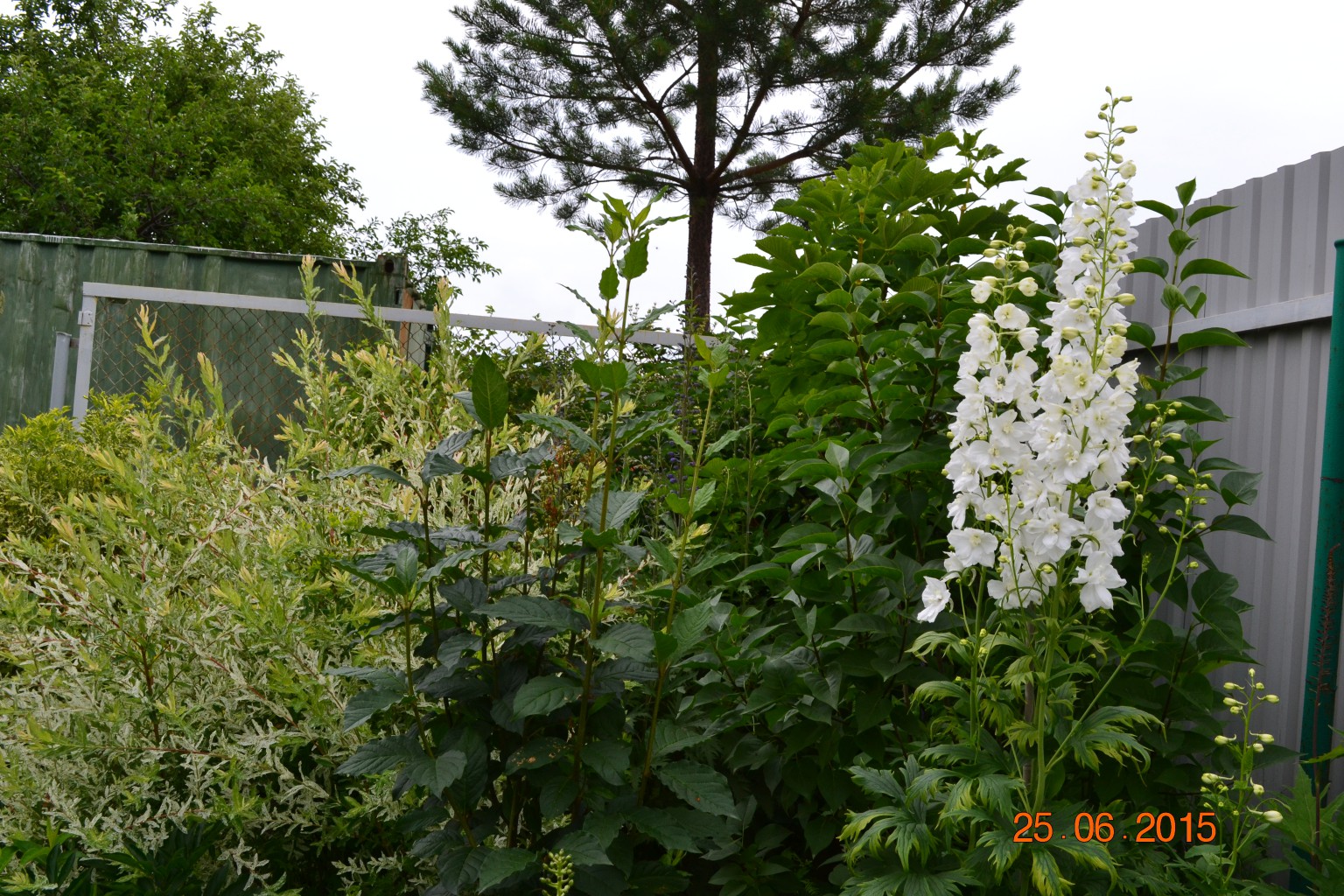 DSC 0817.JPG