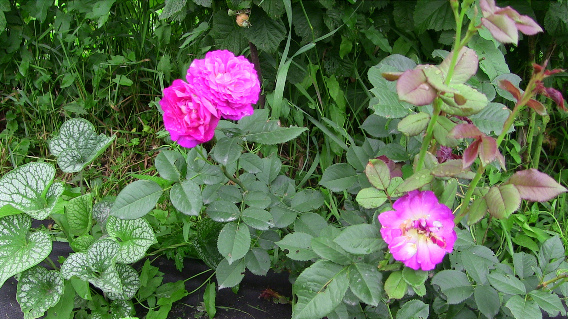IMG 0287.JPG
