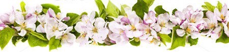 Stock-photo-border-of-pink-apple-blossoms-row-isolated-on-white-background-140028403.jpg