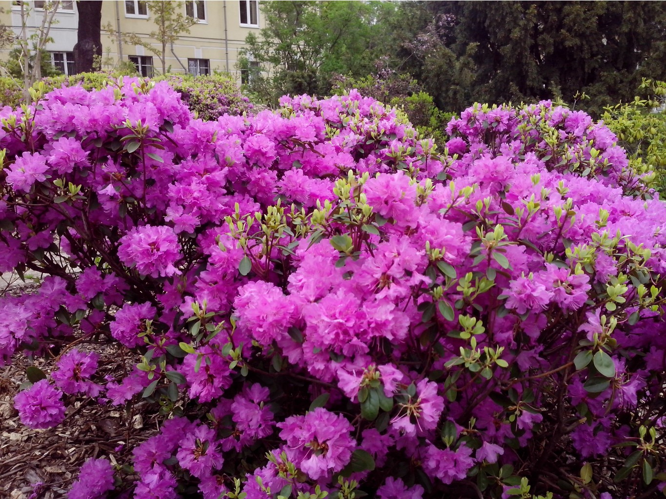 IMG 20150517 142659.jpg