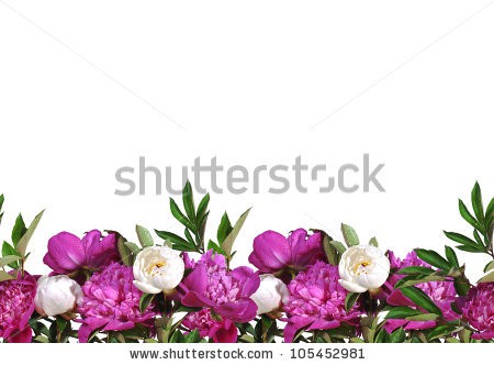 Stock-photo-seamless-border-of-pink-peonies-isolated-on-white-background-105452981.jpg