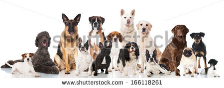 Stock-photo-group-of-breed-dogs-166118261.jpg