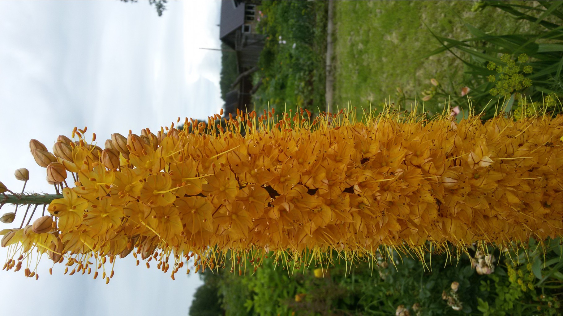 ,  (Eremurus)  () 2015.07.14 120115.jpg