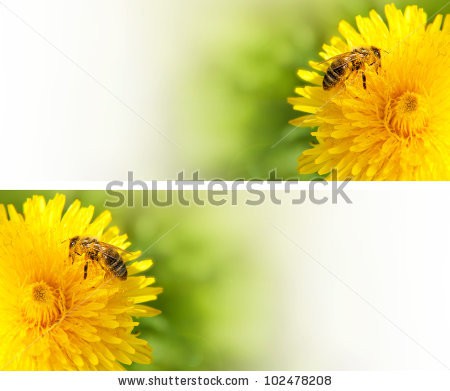 Stock-photo-honey-bee-collecting-nectar-from-dandelion-flower-in-the-summer-time-useful-photo-set-for-design-102478208.jpg