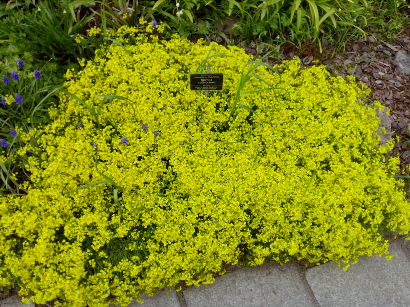 IMG 20150517 140546.jpg