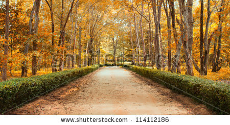 Stock-photo-panorama-pathway-in-beautiful-autumn-park-landscape-114112186.jpg