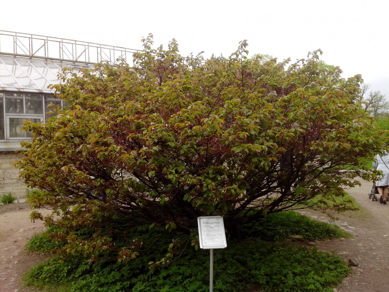 IMG 20150517 142325.jpg