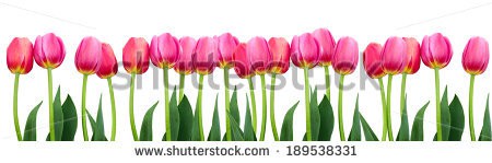 Stock-photo-group-of-flowers-pink-tulips-on-a-white-background-panorama-spring-landscape-189538331.jpg