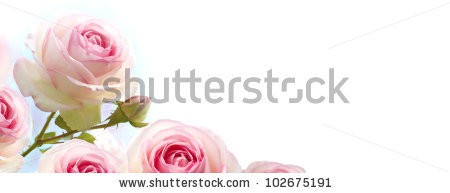 Stock-photo-rosebush-flowers-pink-roses-over-a-gradient-blue-to-white-background-horizontal-banner-102675191.jpg