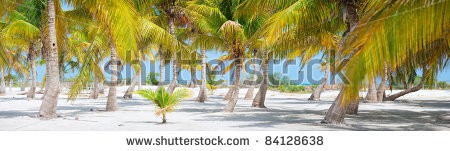 Stock-photo-panorama-of-palm-trees-at-tropical-coast-in-holbox-island-mexico-84128638.jpg