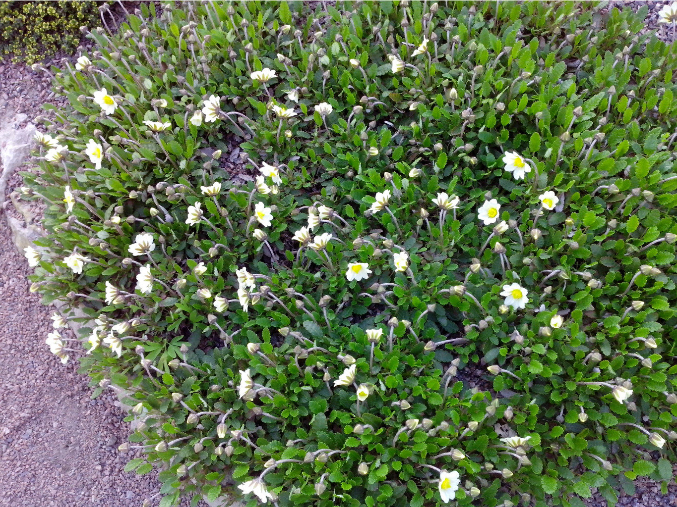 IMG 20150524 185703.jpg