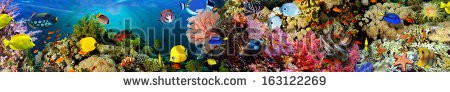 Stock-photo-sea-corals-panorama-163122269.jpg