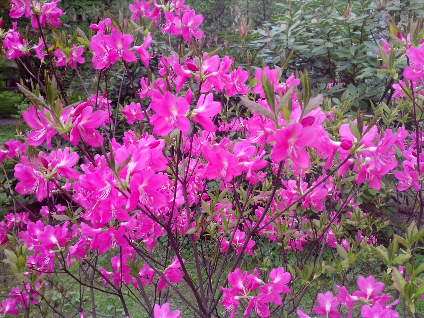 IMG 20150517 133335.jpg