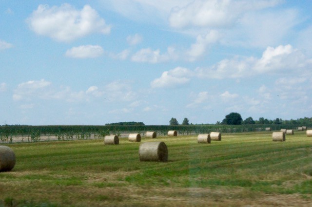 DSC06010.jpg