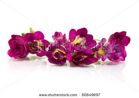 Stock-photo-violet-fresia-on-white-60849697.jpg