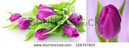 Stock-photo-tulips-collage-128357825.jpg