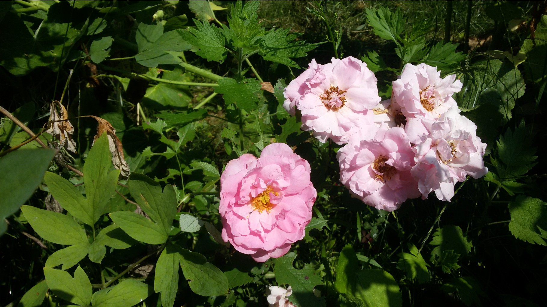John_Davis   (. . Rosen Tantau) 2015
