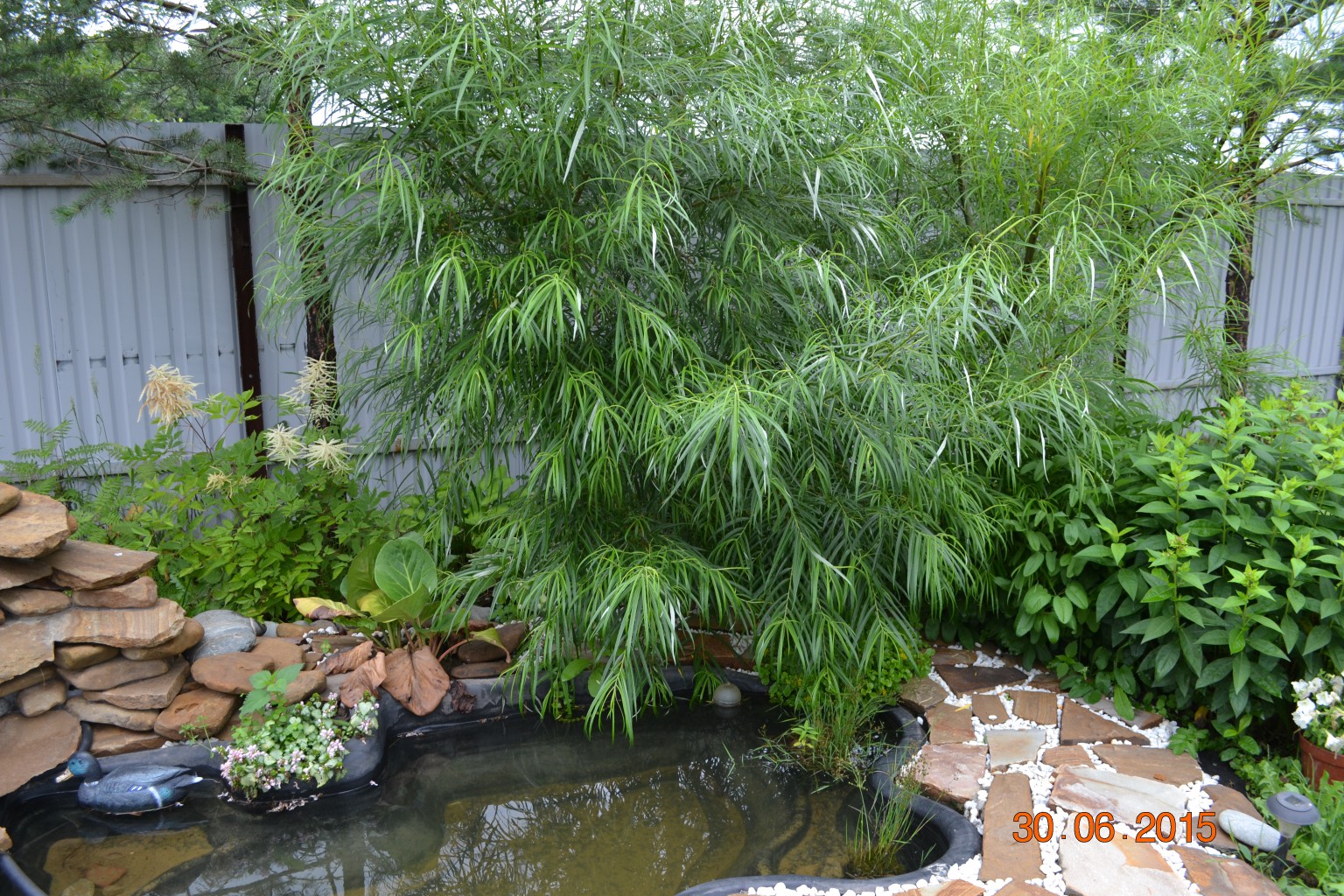 DSC 0997.JPG
