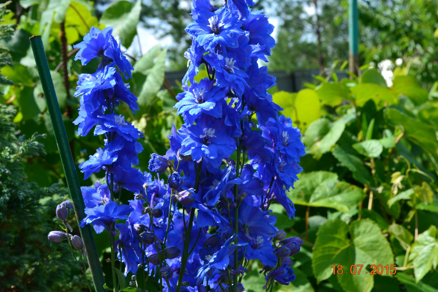 DSC 0432.JPG