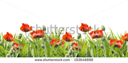 Stock-photo-red-poppies-floral-border-floral-border-isolated-193648898.jpg