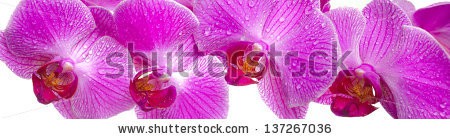 Stock-photo-panorama-view-over-pink-orchid-flowers-137267036.jpg